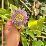 Passiflora maliformis 花