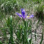 Iris missouriensis ᱛᱟᱦᱮᱸ