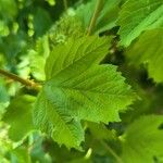 Viburnum trilobumLeaf