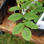 Rosa virginiana Blatt