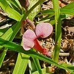 Polygala amboniensis Flor