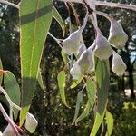 Eucalyptus caesia 果