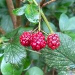 Rubus fruticosus Fruit