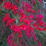 Russelia equisetiformis Flower