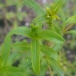 Tagetes lucida Leaf