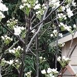 Pyrus pyrifolia Habit