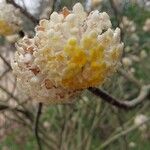 Edgeworthia chrysantha Fleur