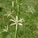 Ornithogalum sphaerocarpum Blüte