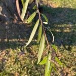 Salix nigra Leaf