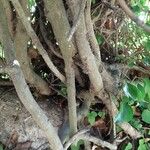 Hedera colchica Bark