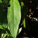 Helianthus × laetiflorus Leaf