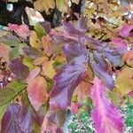 Parrotia subaequalis Hoja