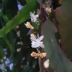 Rhipsalis elliptica Blomst