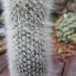 Cleistocactus strausii Rinde