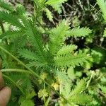 Potentilla rectaList