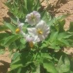 Solanum incanum Flor