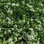 Valeriana locusta Habit