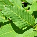 Nothofagus alpina Hoja