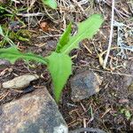 Lactuca hirsuta Liść