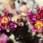 Saxifraga biflora 花