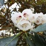 Rhododendron arizelum Flower