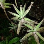 Kalanchoe rosei Leaf