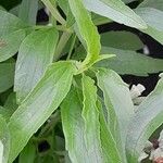 Salvia farinacea Blatt