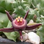 Duvalia caespitosa Flower