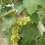 Acer spicatum Folla