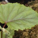 Begonia coursii Hoja