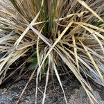 Cortaderia pungens Листок