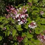 Syringa pubescens Flors