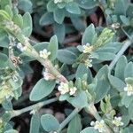 Polygonum aviculare Flower