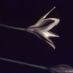 Triteleia peduncularis Flor
