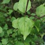 Cornus masDeilen