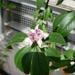 Daphne bholua 花