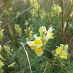 Linaria vulgarisപുഷ്പം