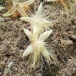 Barringtonia acutangula Flor