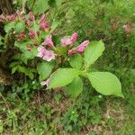 Weigela floridaFloare