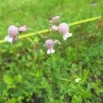 Silene vulgarisFlor