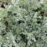 Artemisia frigida Blatt