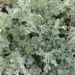 Artemisia frigida Blad