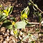 Euphorbia terracina Цветок