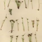 Juncus capitatus Hábito