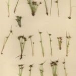 Juncus capitatus Vekstform