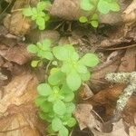 Sedum ternatum Leaf