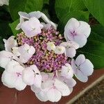 Hydrangea sargentianaFiore