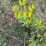 Euphorbia terracina Květ