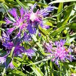 Centaurea lugdunensis Floro