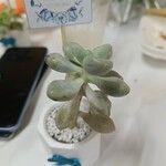 Pachyphytum oviferumLeaf